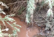 Movimentos ecologistas denunciam nova descarga poluente no rio Maior e exigem ação das autoridades