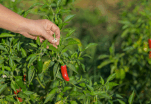 Golegã: Fundação Mendes Gonçalves abre inscrições para Embaixadores Regenerativos