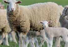 Declaração de existências de ovinos e caprinos é obrigatória durante janeiro de 2026