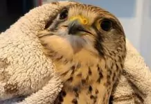 Abrantes: SEPNA recolhe Peneireiro‑eurasiático ferido e encaminha ave para centro de recuperação