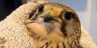 Abrantes: SEPNA recolhe Peneireiro‑eurasiático ferido e encaminha ave para centro de recuperação