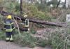 Mau tempo provoca quedas de árvores e condicionamentos no Entroncamento. Parque Verde do Bonito encerrado por segurança
