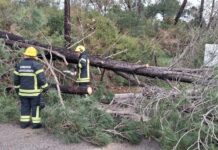 Mau tempo provoca quedas de árvores e condicionamentos no Entroncamento. Parque Verde do Bonito encerrado por segurança