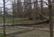 Parque Ribeirinho de Vila Nova da Barquinha com várias árvores arrancadas pelo mau tempo