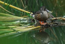 Constância promove atividade “À Descoberta da Natureza no Parque” dedicada às aves locais