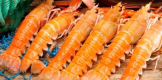 Ferreira do Zêzere mantém Festival Gastronómico do Lagostim e Peixe do Rio como gesto de resiliência após tempestade