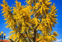 Chamusca celebra Dia Mundial da Árvore e da Poesia com programa cultural dedicado à Ginkgo Biloba