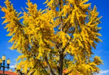 Chamusca celebra Dia Mundial da Árvore e da Poesia com programa cultural dedicado à Ginkgo Biloba