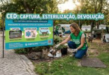 Entroncamento realiza ações de esterilização de gatos de rua no âmbito do programa CED