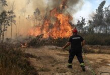Médio Tejo com risco “muito elevado” de incêndio durante o fim de semana, alerta IPMA