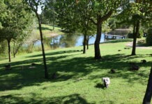 Constância: Parque Ambiental de Santa Margarida assinala 24 anos com atividades dedicadas à natureza e à biodiversidade