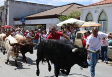 Cumpriu-se a tradição na Chamusca. Os toiros foram largados perante milhares de pessoas (fotos)