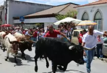 Cumpriu-se a tradição na Chamusca. Os toiros foram largados perante milhares de pessoas (fotos)