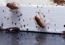 Município do Entroncamento alerta população para aumento de baratas e apela à prevenção doméstica