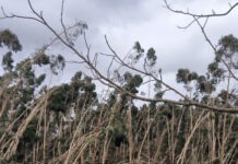 Tomar reforça a recuperação do território afetado pela tempestade Kristin com nova Área Integrada de Gestão da Paisagem