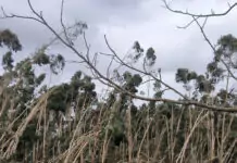 Tomar reforça a recuperação do território afetado pela tempestade Kristin com nova Área Integrada de Gestão da Paisagem