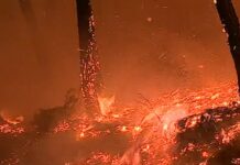 ANEPC alerta para perigo máximo de incêndio rural e divulga medidas preventivas