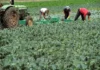 Governo paga 87,1 milhões de euros em julho para reforçar apoio a mais de 170 mil agricultores e pescadores