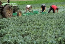 Governo paga 87,1 milhões de euros em julho para reforçar apoio a mais de 170 mil agricultores e pescadores