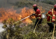 PJ detém suspeito de quatro incêndios florestais em Vale das Mós, Abrantes