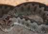 ULS Médio Tejo regista quatro casos de mordedura de cobra na última década