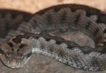 ULS Médio Tejo regista quatro casos de mordedura de cobra na última década