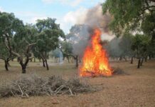 Perigo de incêndio rural leva ANEPC a emitir aviso à população e alerta para possibilidade de trovoadas e queda de granizo
