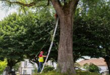 Município de Tomar inicia trabalhos de manutenção do arvoredo urbano