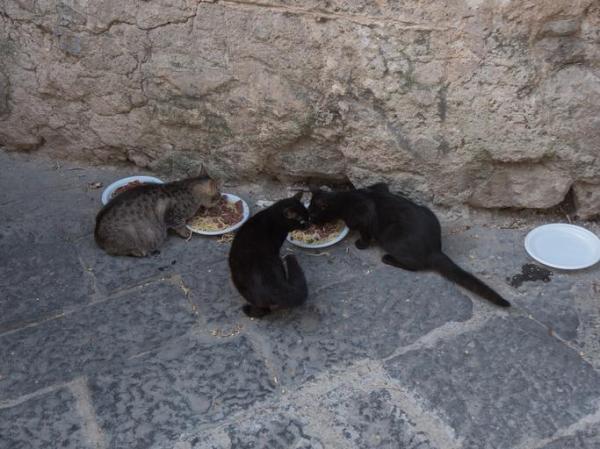 o_que_os_gatos_de_rua_comem_23371_1_600